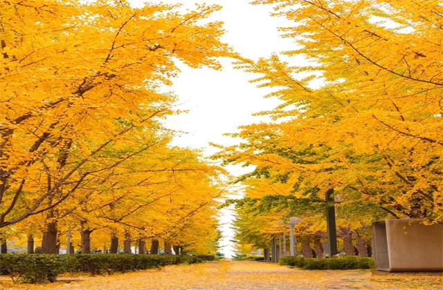 北京奧森公園银杏 -3.jpg