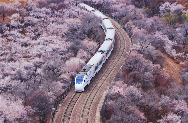 北京居庸關長城樱花.jpg