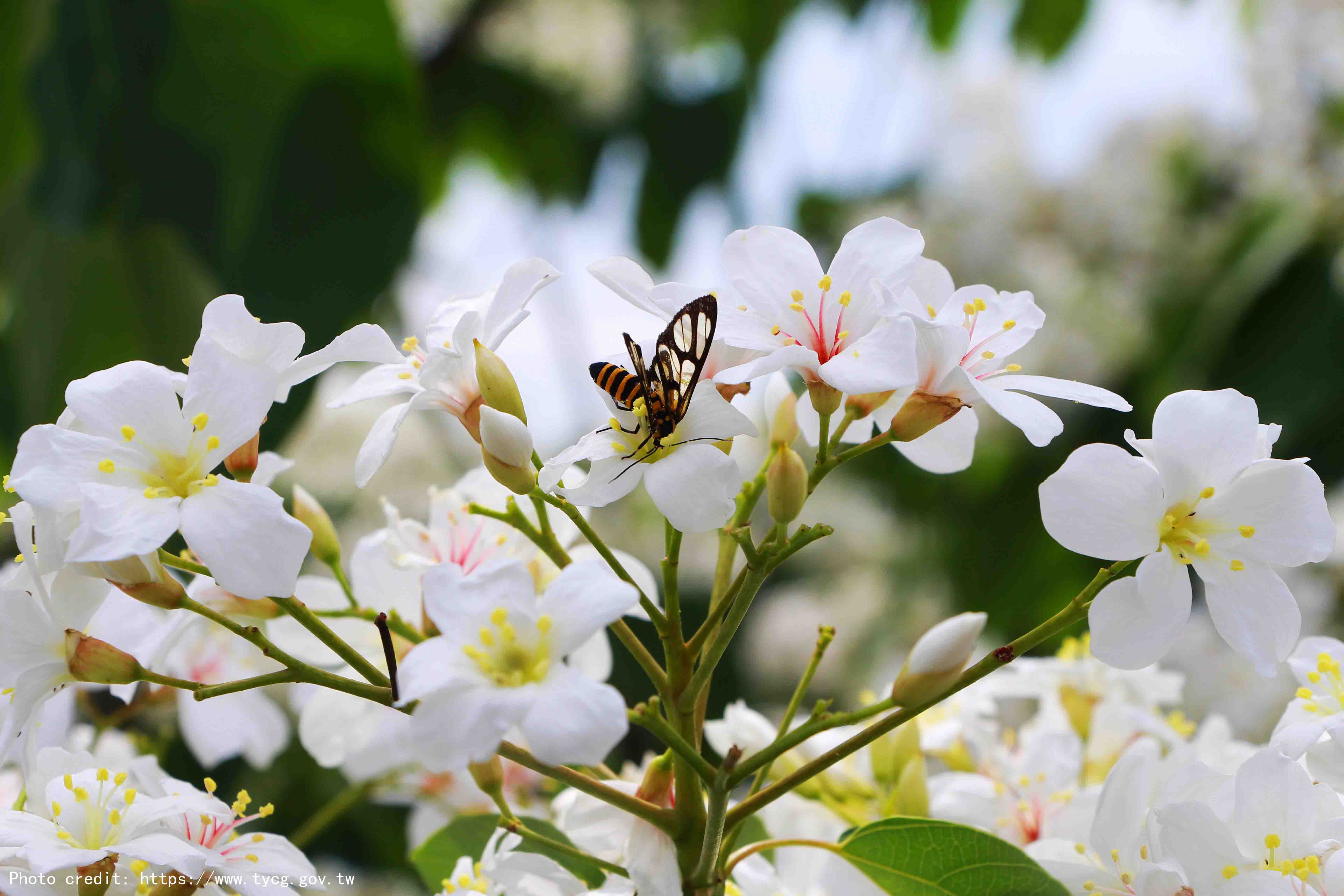 hakka tung blossom 1 copy.jpg