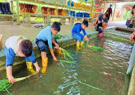 宜蘭農夫青蔥體驗農場