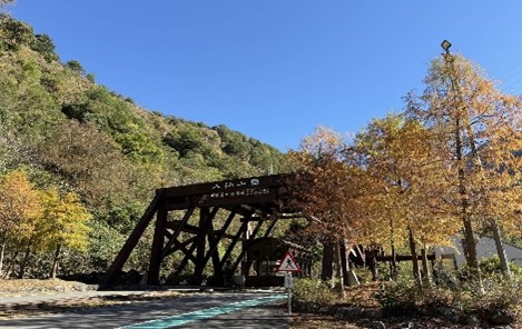 原始森林步道