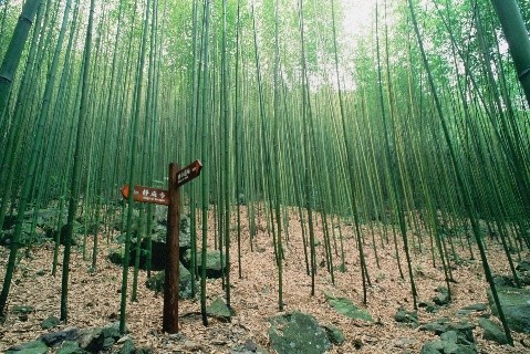 八仙山森林遊樂區