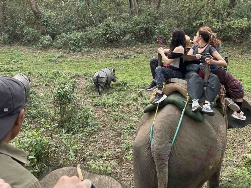 騎大象叢林探險