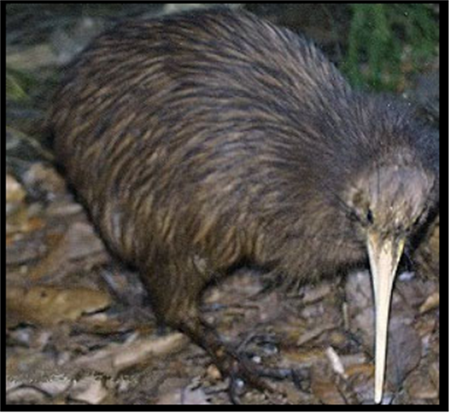 NZ
